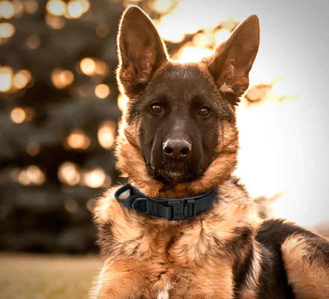 Comment Choisir le Bon Collier pour Son Chien ?